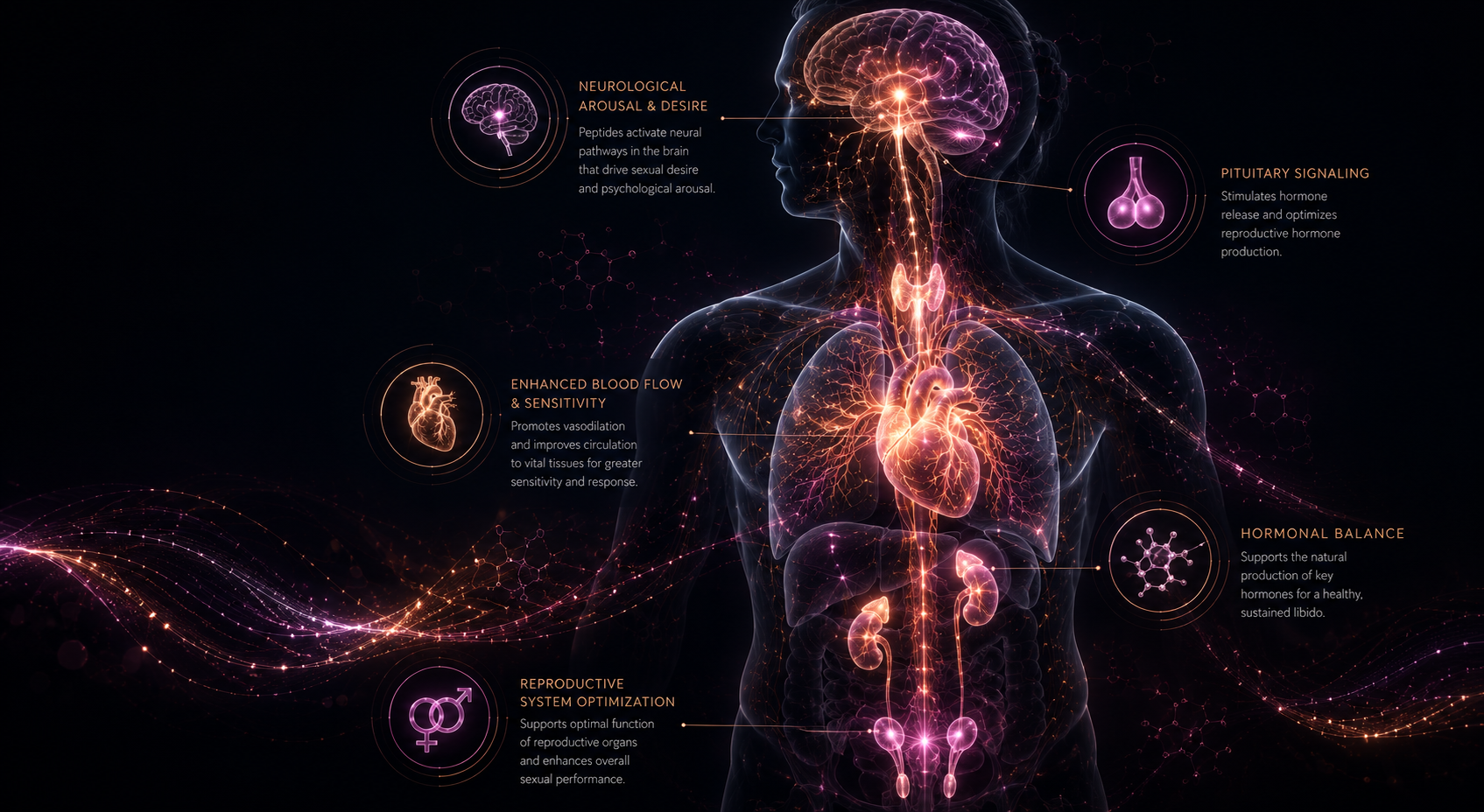 Neuro-endocrine communication system showing neurological arousal, blood flow, pituitary signaling, hormone balance, and reproductive optimization